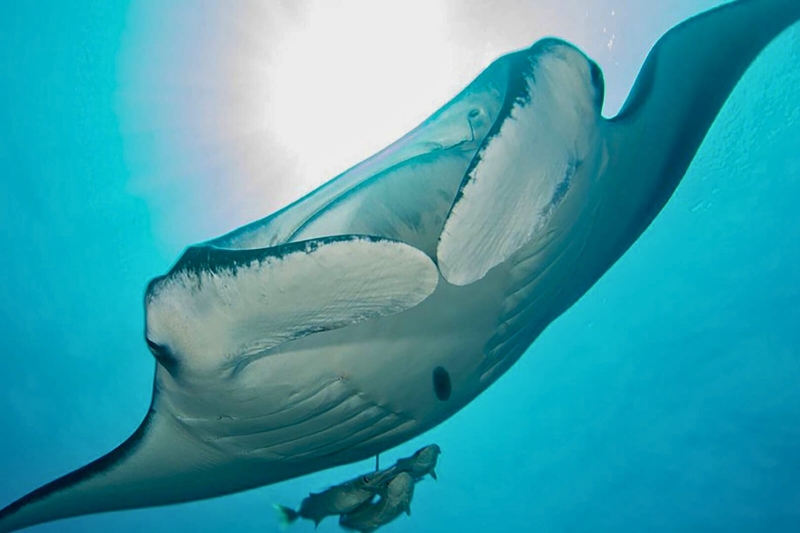 Ocean Experience